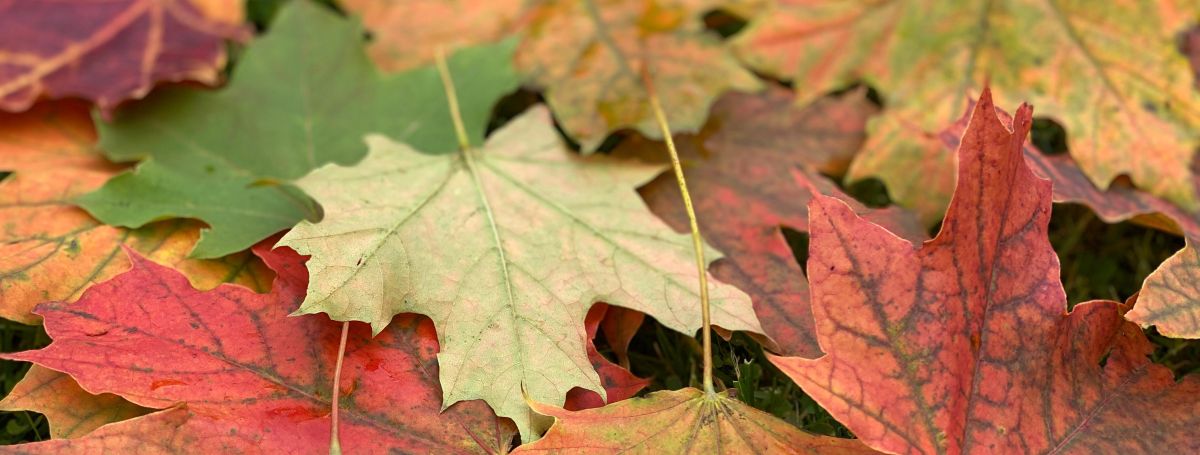 Осенние листья в саду: убирать или оставлять? Решаем дилемму раз и навсегда